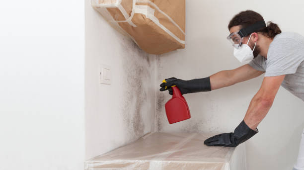 Professional Basement Mold Remediation technician working in Monkton, MD